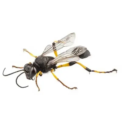 Mud dauber against a white background - Keep mud daubers away from your home with City Termite & Pest Control in Malvern, AR