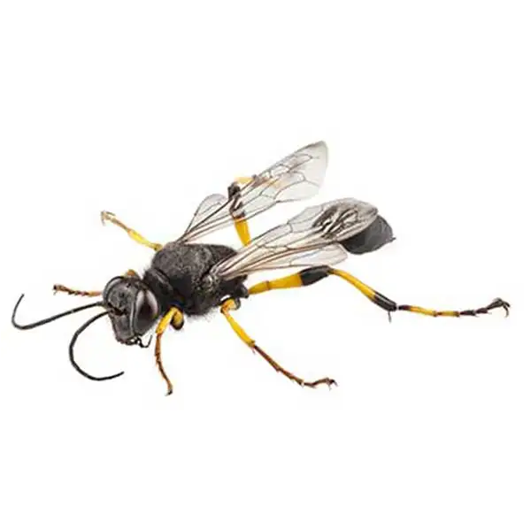 Mud dauber against a white background - Keep mud daubers away from your home with City Termite & Pest Control in Malvern, AR