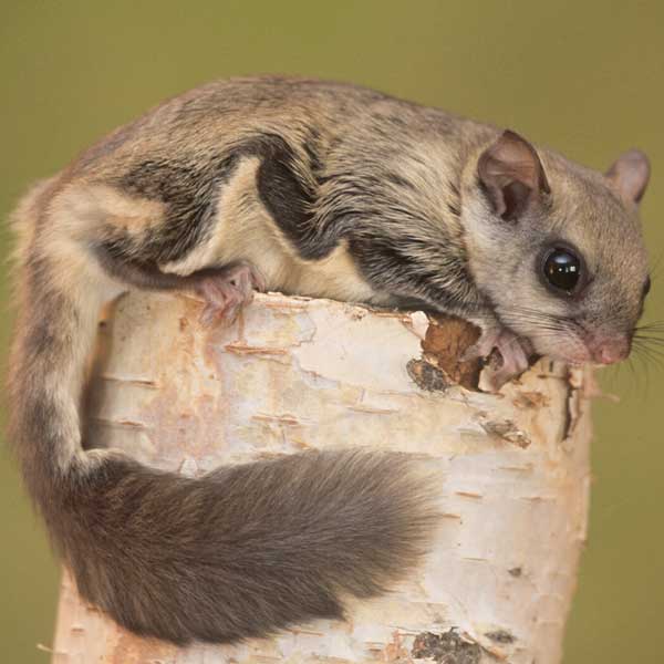 Northern Flying Squirrel on stump - commercial squirrel control in Malvern, AR | City Termite & Pest Control