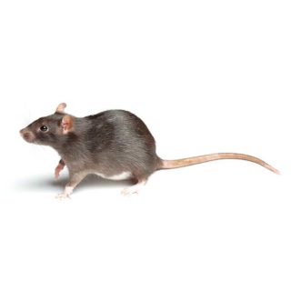 Norway Rat up close white background - rat control services in Malvern, AR | City Termite & Pest Control