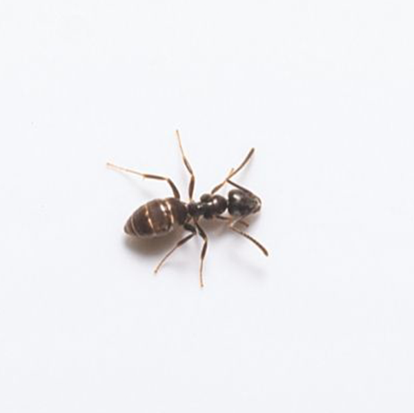 Odorous house ant against a white background - Keep odorous house ants away from your home with City Termite & Pest Control in Malvern, AR