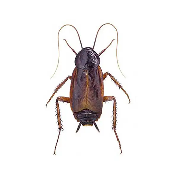 Oriental cockroach against a white background - Keep cockroaches out of your home with City Termite & Pest Control in Malvern, AR