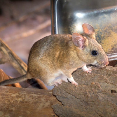 Pack rat indoors on the floor - keep rodents out of your house with City Termite & Pest Control in Malvern, AR
