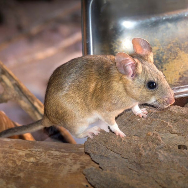 Pack rat indoors on the floor - keep rodents out of your house with City Termite & Pest Control in Malvern, AR