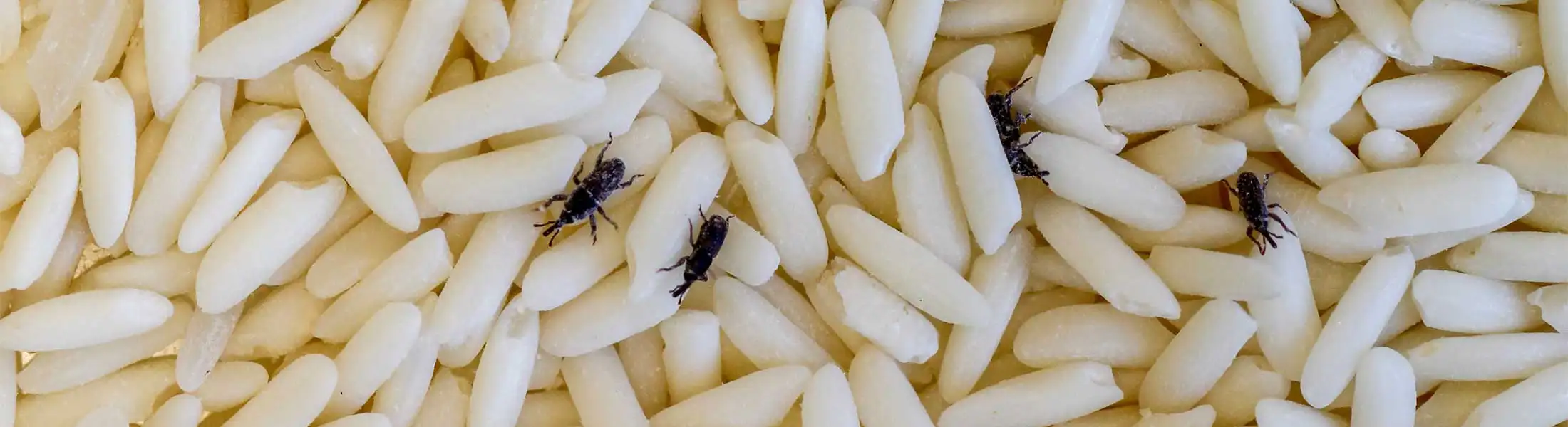 Rice Weevils crawling over rice | City Termite & Pest Control serving Malvern, AR