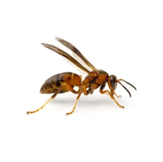 Paper wasp against a white background - Keep paperwasps away from your home with City Termite & Pest Control in Malvern, AR