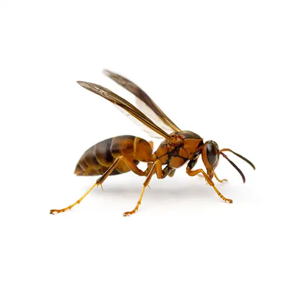 Paper wasp against a white background - Keep paperwasps away from your home with City Termite & Pest Control in Malvern, AR