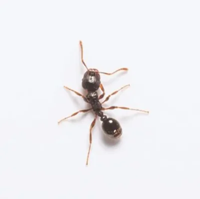 Closeup of a pavement ant on a white background - Keep pavement ants away from your home with City Termite & Pest Control in Malvern, AR