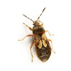 Chinch bug up close white background - Keep pests away from your home with City Termite & Pest Control in Malvern, AR