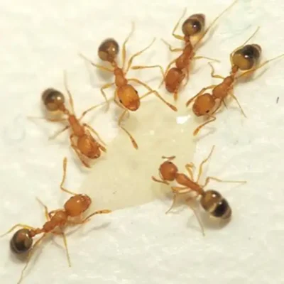 Cluster of pharaoh ants by a drop of water - Keep pharaoh ants away from your home with City Termite & Pest Control in Malvern, AR