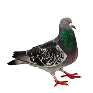 Pigeon against a white background - Keep pigeons away from your home with City Termite & Pest Control in Malvern, AR