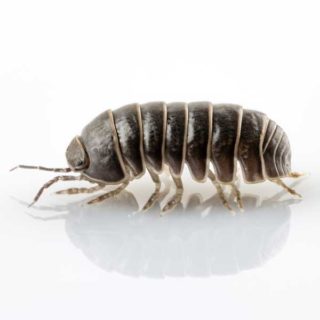 Pillbug against a white background - Keep pillbugs out of your home with City Termite & Pest Control in Malvern, AR