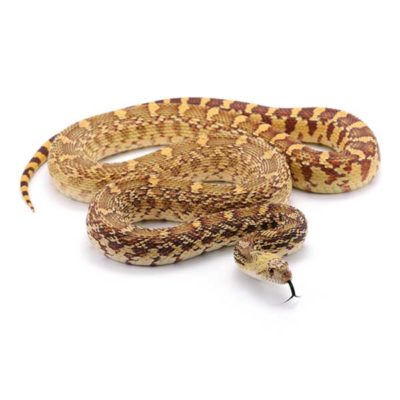 Pine Snake on white - keep snakes out of your lawn with City Termite & Pest Control in Malvern, AR