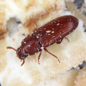 Red Flour beetle on a grain of rice - Keep beetles out of your pantry with City Termite & Pest Control in Malvern, AR