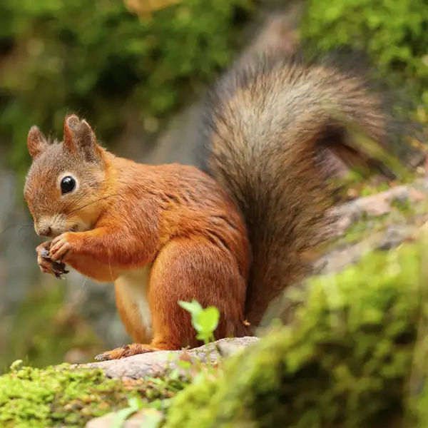 Red Squirrel perched on a tree branch - commercial squirrel control in Malvern, AR | City Termite & Pest Control