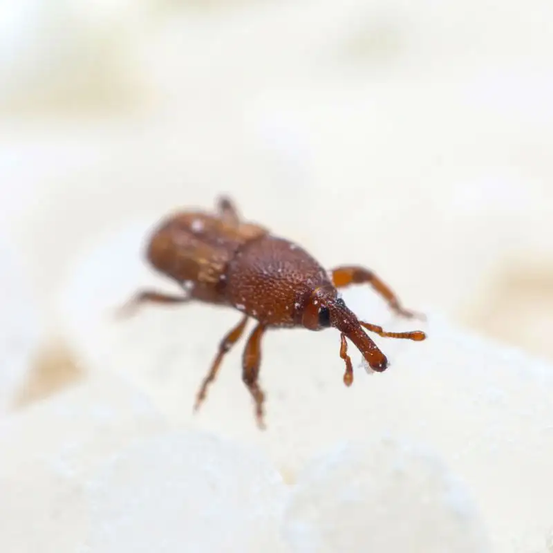 Close up of a rice weevil on a grain of rice - Keep pests away from your home with City Termite & Pest Control in Malvern, AR