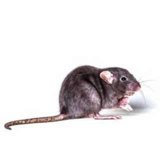 Roof Rat up close up with long whiskers - rat and rodent control in Malvern, AR | City Termite & Pest Control