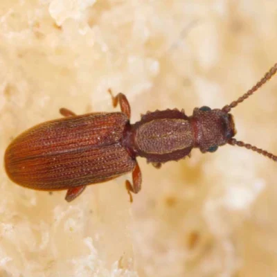 Saw-toothed beetle on a grain of rice - Keep beetles away with City Termite & Pest Control in Malvern, AR