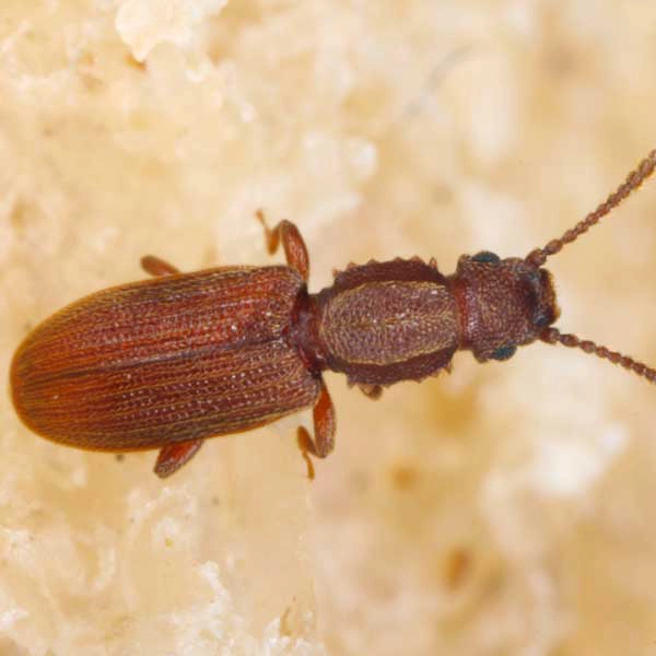 Saw-toothed beetle on a grain of rice - Keep beetles away with City Termite & Pest Control in Malvern, AR
