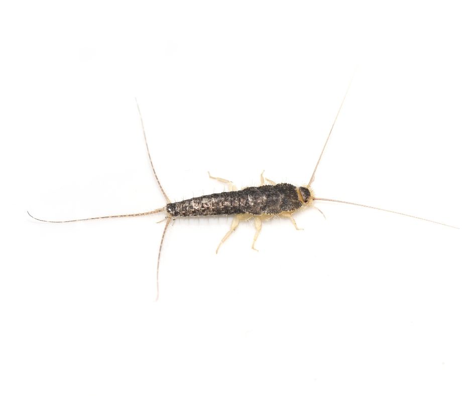 A silver fish against a white background - Keep silver fish out of your home with City Termite & Pest Control in Malvern, AR