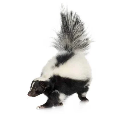 A skunk against a white background - Keep skunks away from your home with City Termite & Pest Control in Malvern, AR