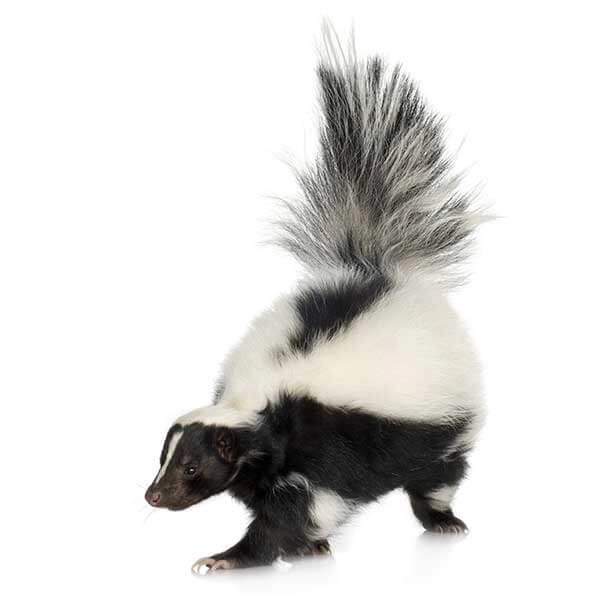 A skunk against a white background - Keep skunks away from your home with City Termite & Pest Control in Malvern, AR