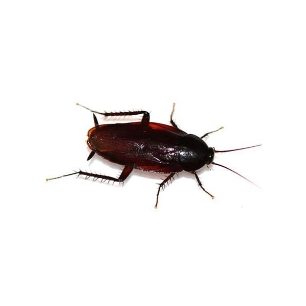 Smoky brown cockroach up close white background - Keep pests away from your home with City Termite & Pest Control in Malvern, AR
