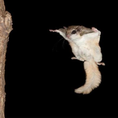 Southern flying squirrel midflight at night - squirrel removal services in Malvern, AR | City Termite & Pest Control