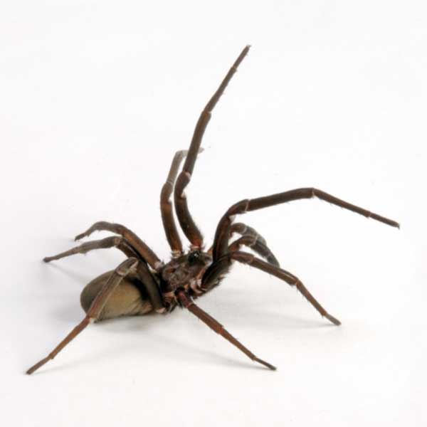 Southern House Spider with front long legs in the air - spider and pest control in Malvern, AR | City Termite & Pest Control