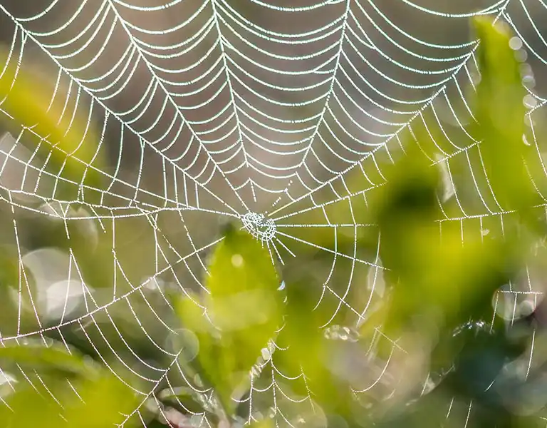 Spiderweb on a tree | City Termite & Pest Control serving Malvern, AR