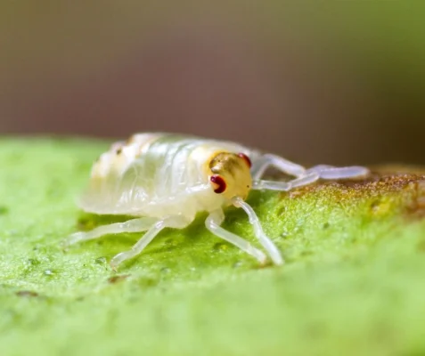 Spider mite on a leaf outside - keep spider mites away with City Termite & Pest Control in Malvern, AR