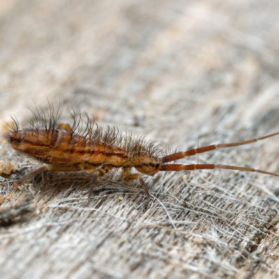 Springtail crawling on a bed's comforter - Keep springtails out of your home with City Termite & Pest Control in Malvern, AR