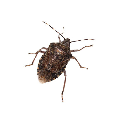 Stink bug against a white background - Keep stink bugs out of your home with City Termite & Pest Control in Malvern, AR