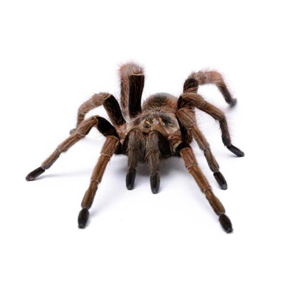 Tarantula close up standing on the ground - commercial and residential large spider control in Malvern, AR | City Termite & Pest Control