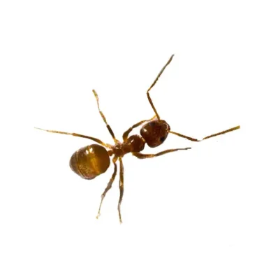 Tawny crazy ant on a white background - Keep ants away from your home with City Termite & Pest Control in Malvern, AR