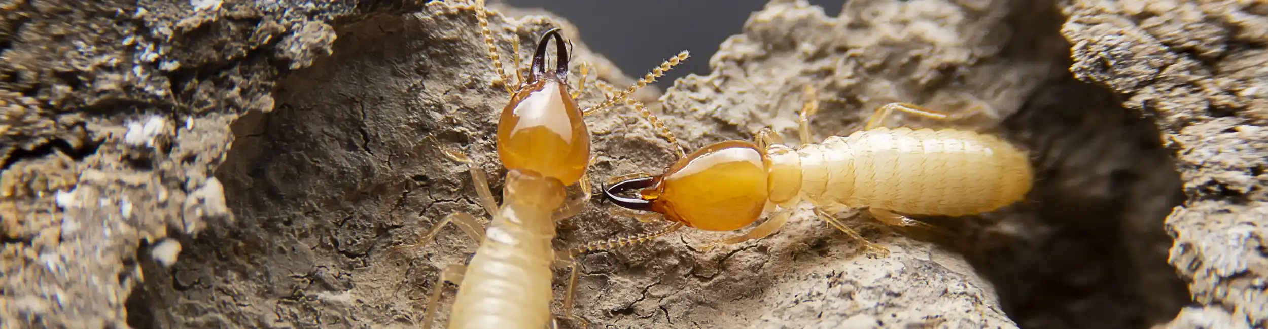 Closeup of termites eating through wood | City Termite & Pest Control serving Malvern, AR