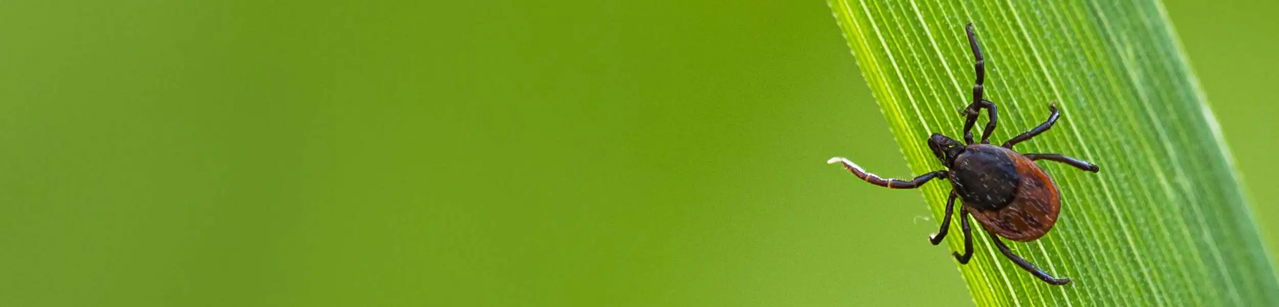 Tick crawling on a blade of grass | City Termite & Pest Control serving Malvern, AR