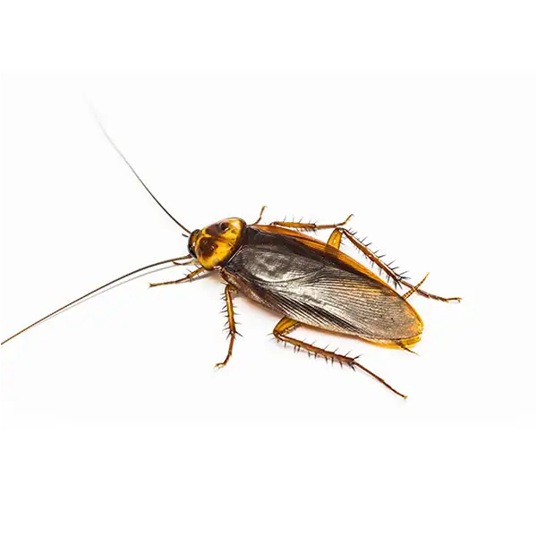 Turkestan cockroach hotsell