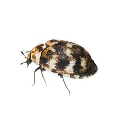 Varied carpet beetle against a white background - Keep carpet beetles out of your home with City Termite & Pest Control in Malvern, AR