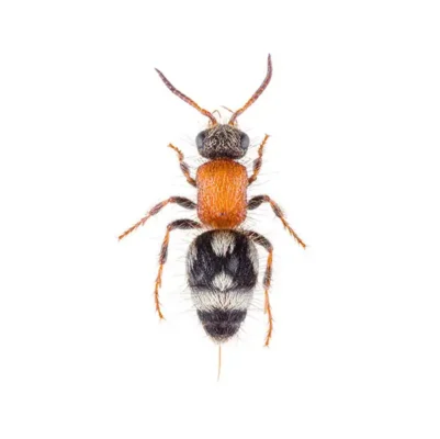 velvet ant wasp against a white background - Keep velvet ant wasps away from your home with City Termite & Pest Control in Malvern, AR