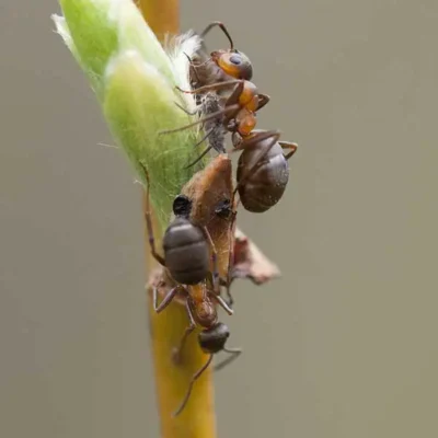 Velvety Tree Ants climbing a blade of grass - Keep velvety tree ants away from your home with City Termite & Pest Control in Malvern, AR