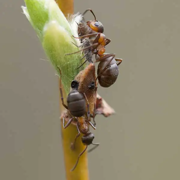 Velvety Tree Ants climbing a blade of grass - Keep velvety tree ants away from your home with City Termite & Pest Control in Malvern, AR