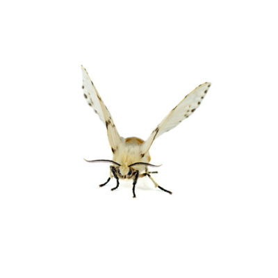 Webworm against a white background - Keep webworms away from your home with City Termite & Pest Control in Malvern, AR