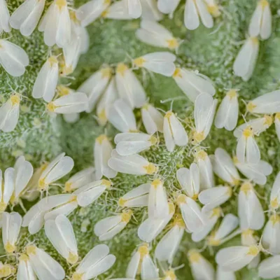 A cluster of white flies on a flower - Keep white flies away from your home with City Termite & Pest Control in Malvern, AR