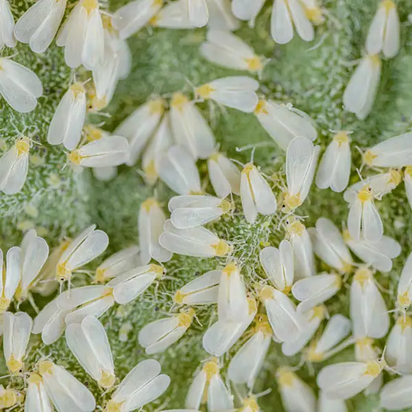 A cluster of white flies on a flower - Keep white flies away from your home with City Termite & Pest Control in Malvern, AR