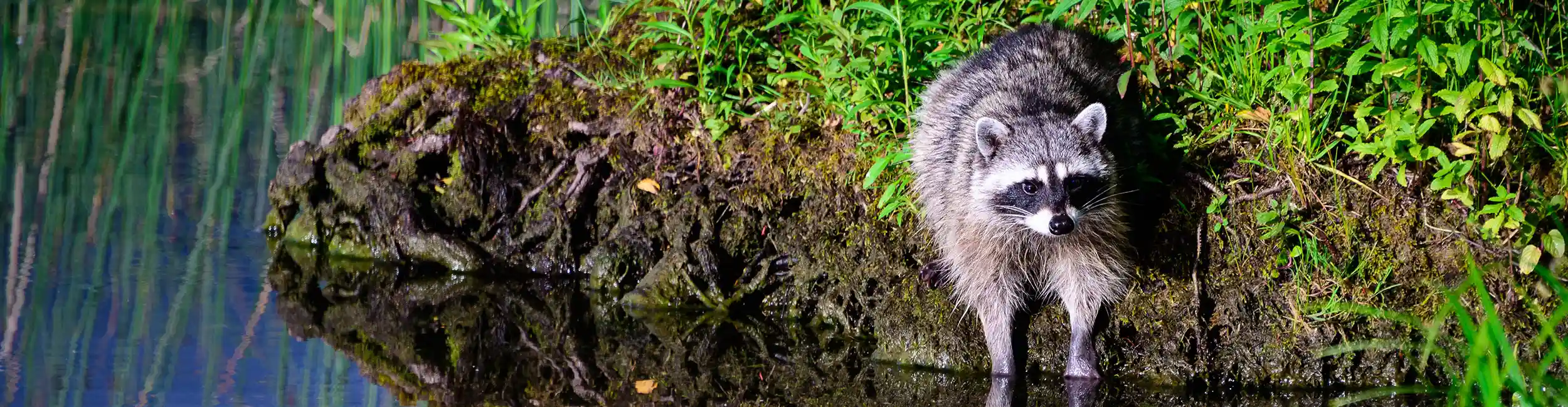 Raccoon on the bank of a pond | City Termite & Pest Control serving Malvern, AR