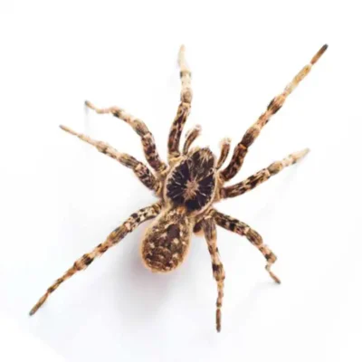 Wolf spider against a white background - Keep spiders away from your home with City Termite & Pest Control in Malvern, AR