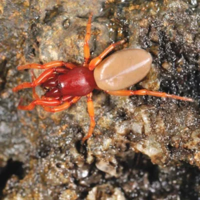 A Closeup of a woodlouse spider climbing on a rock - Keep spiders out of your home with City Termite & Pest Control in Malvern, AR