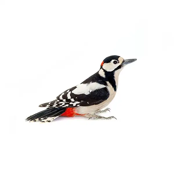 Woodpecker against a white background - Keep woodpeckers away from your home with City Termite & Pest Control in Malvern, AR