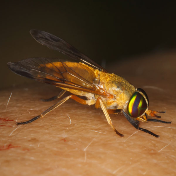 Yellow fly on a person's arm - Keep yellow flies out of your home with City Termite & Pest Control in Malvern, AR